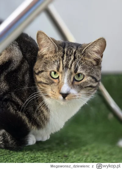 Megawonsz_dziewienc - #pokazkota #smiesznypiesek #mojezdjecie
(｡◕‿‿◕｡)