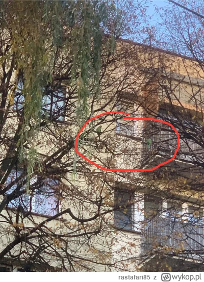 rastafari85 - W #swietochlowice prawie jak w Afryce ( ͡° ͜ʖ ͡°), na dobre zadomowiły ...