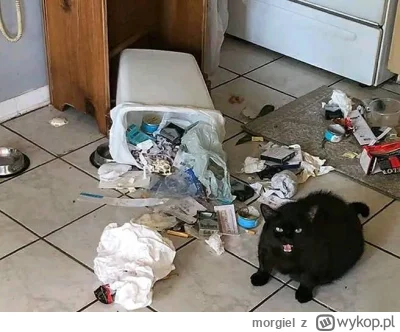 morgiel - i co żeś zrobił
#koty