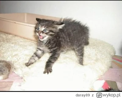 daray89 - #codziennykotopetany #dziwnekotki