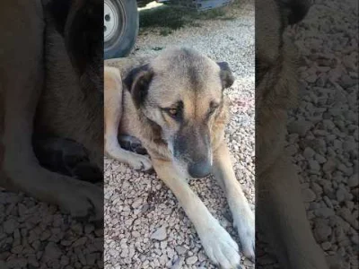 wezsepigulke - Jeżeli #smiesznypiesek ziewa i się oblizuje to tak okazuje stres. Może...