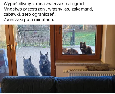 PrawnydoRadca - #pies #kot #zwierzaki #zwierzaczki #pieski #zwierzeta