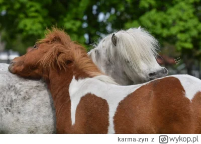 karma-zyn - O nie! Kuce zamienią całą Polskę w STADNINĘ!|

BTW:Jak jest po niemiecku ...