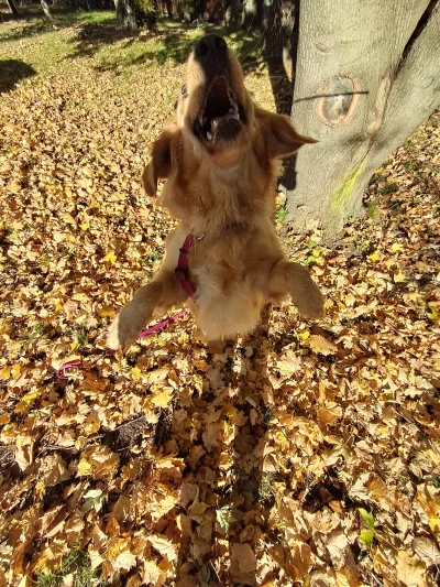 rafal_13 - @derzaba za każdym razem