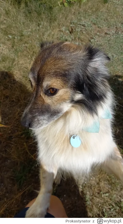 Prokastynator - @simpiara