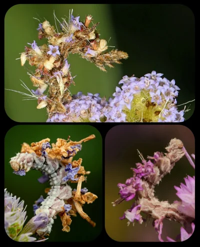 Apaturia - Gąsienica, która stroi się w kwiaty (✿ꈍ ꒳ ꈍ)

Żeby zmylić drapieżniki, gąs...