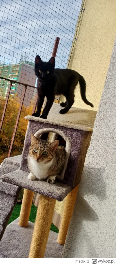 medix - koci gang 
#pokazkota #koty #kitku