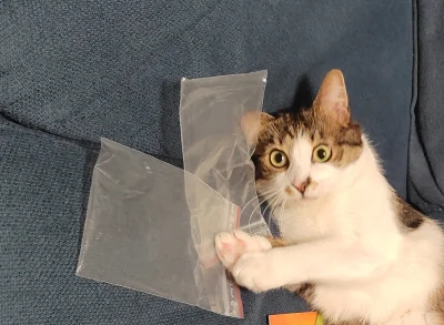 brzydkiharry - #pokazkota Ej! Mati widać po mnie?