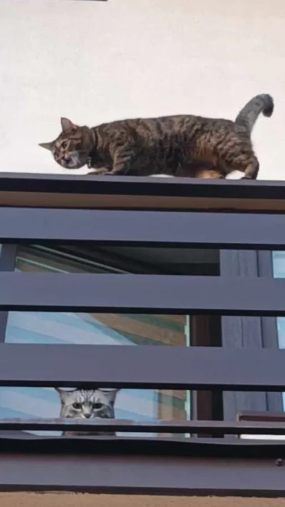 b0dyload - -Hee!?
Gruszka młodziutka podekscytowana uprawia swoje akrobacje na barier...