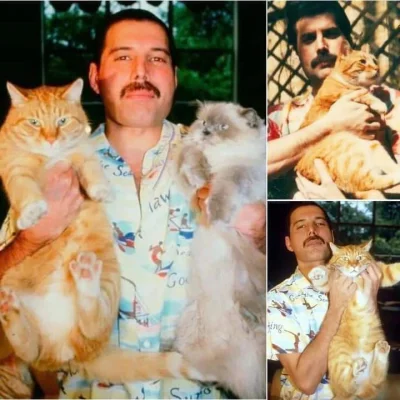 Umeraczyk - Stary i koty po tygodniu