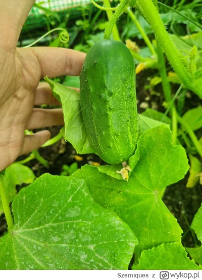 Szemiques - Pierwszy grubasek w tym sezonie (｡◕‿‿◕｡)
#ogrodnictwo  #ogorki