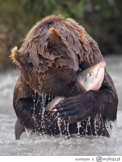 annlupin - kocham cie rybo pij ze mno kompot