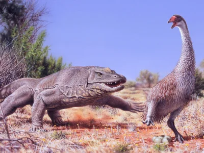 Loskamilos1 - Jeszcze 40 tysięcy lat temu Australia mogła się poszczycić posiadaniem ...