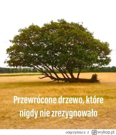 odgrzybiacz - Nigdy się nie poddawaj!
#wygryw #przemyslenia #motywacja