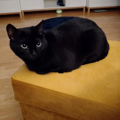 L.....i - @LubieKotkii  frika czarna jak afryka