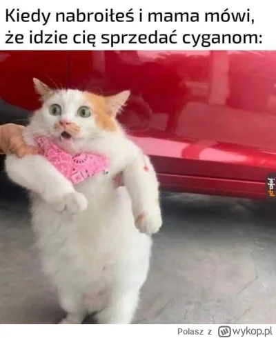 Polasz - Dzień dobry :)