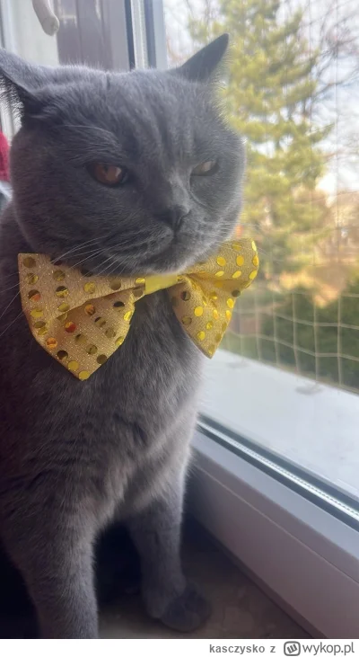 kasczysko - Szczęśliwego nowego 2025 
#koty #pokazkota #nowyrok #sylwester #2025