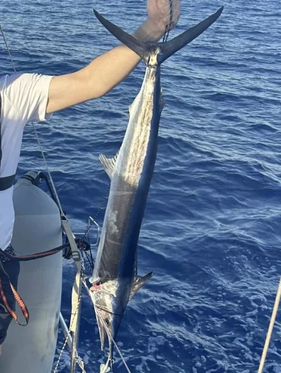 henieknw - Maltę jeszcze widać na horyzoncie a tu nagle 6kg marlina w uczciwej cenie....