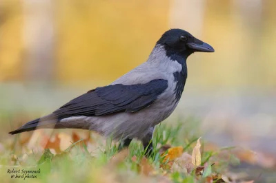 Lifelike - Wrona siwa (Corvus corone)
Głos
Autor
#photoexplorer #fotografia #ornitolo...