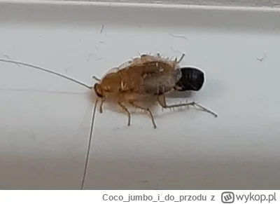 Cocojumboidoprzodu - Mriki pomóżcie i powiedzcie co to jest za owad. Moim zdaniem zad...