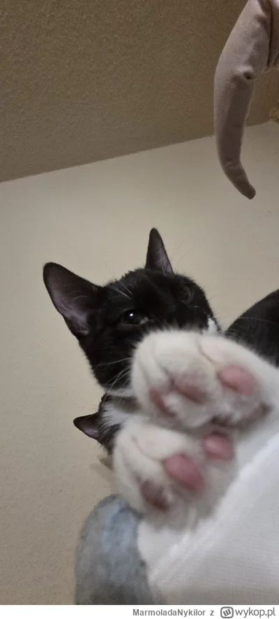 MarmoladaNykilor - @Pietruchoowy: