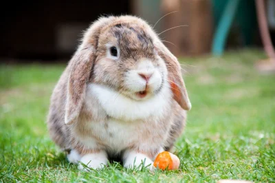 Deykun - >Prawdziwe udomowienie królików zawdzięczamy prawdopodobnie dopiero średniow...