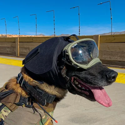 miku555 - Widzieliście kiedyś psa w ochronnikach słuchu?

#psy #wojsko