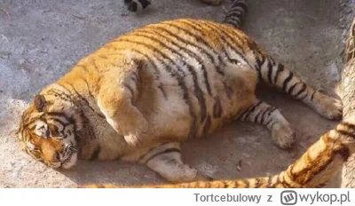 Tortcebulowy - Potężny dolnośląski tygrys 🐯
#mecz