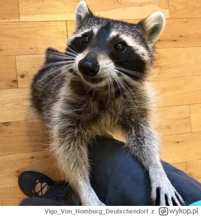 VigoVonHomburg_Deutschendorf - #szopeknadzis