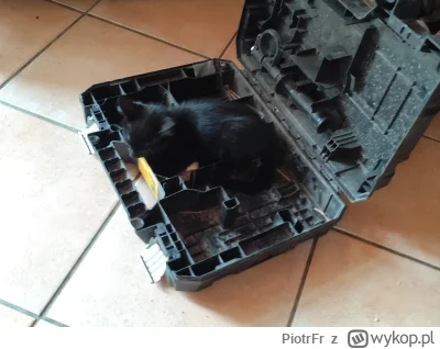 PiotrFr - Nigdzie nie jest tak wygodnie jak na wkrętach i wiertłach 

#pokazkota #maj...