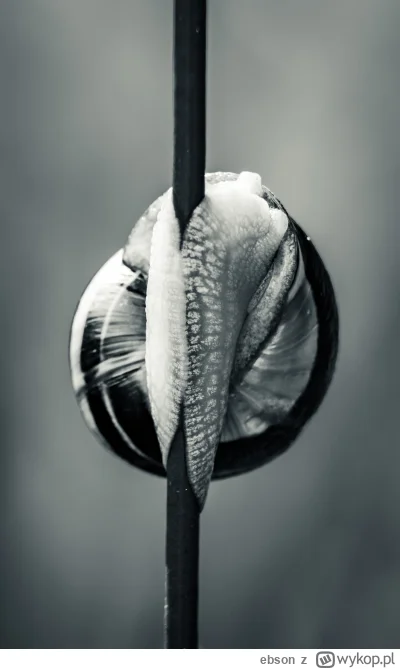 ebson - @Bastet_A: ślimoki najlepsze bo nie uciekają xD