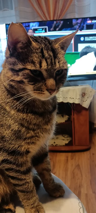 Momento83 - Michał

#koty #snooker