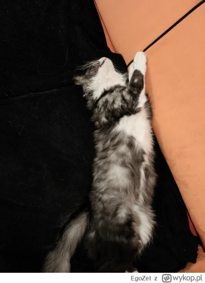 EgoZet - @wybryk_natury:  ten akurat ma śmieszne pozycje spania (ʘ‿ʘ)