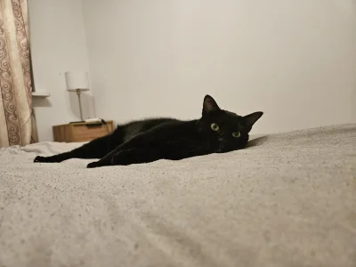 RicoElectrico - Kim jesteśmy, dokąd płyniemy
#pokazkota