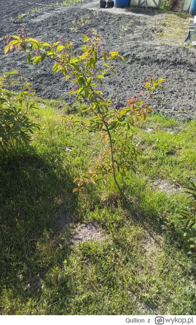 Qullion - @Qullion świdośliwa