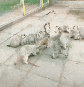 wfyokyga - Co jest k---a, spokój ma być