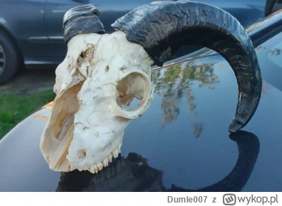 Dumle007 - @HolzstockG: to trzeba niestety głaskać ile się da, bo w innym wypadku #pi...