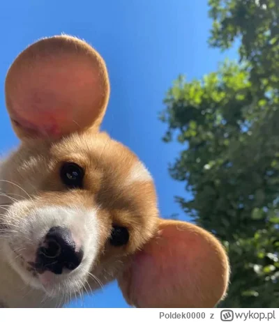 Poldek0000 - #psy co to za rasa?