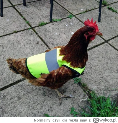 Normalnyczylidlawi3luinny - Kura nie miała kamizelki odblaskowej, dlatego wezwano słu...