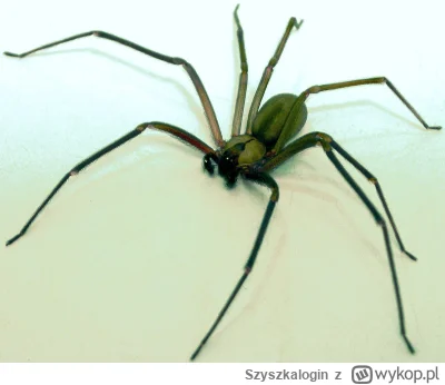 Szyszkalogin - "Pustelniki to pająki występujące w ciepłych krajach na całym świecie....