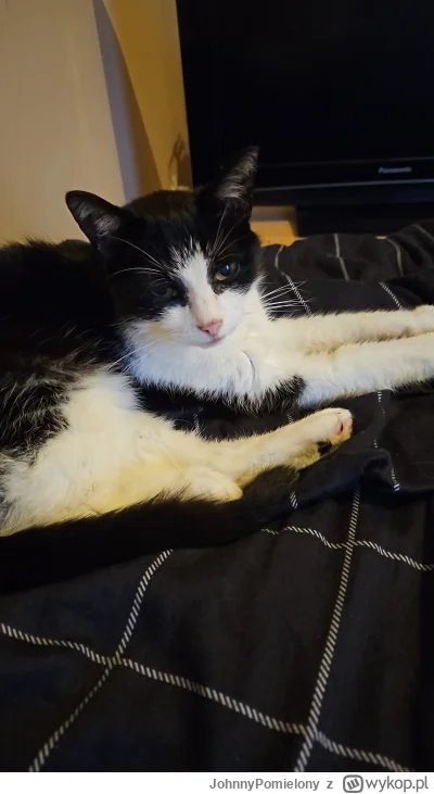 J.....y - Franek obchodzi dzisiaj 16 urodziny! 
(｡◕‿‿◕｡) 
#pokazkota #kitku