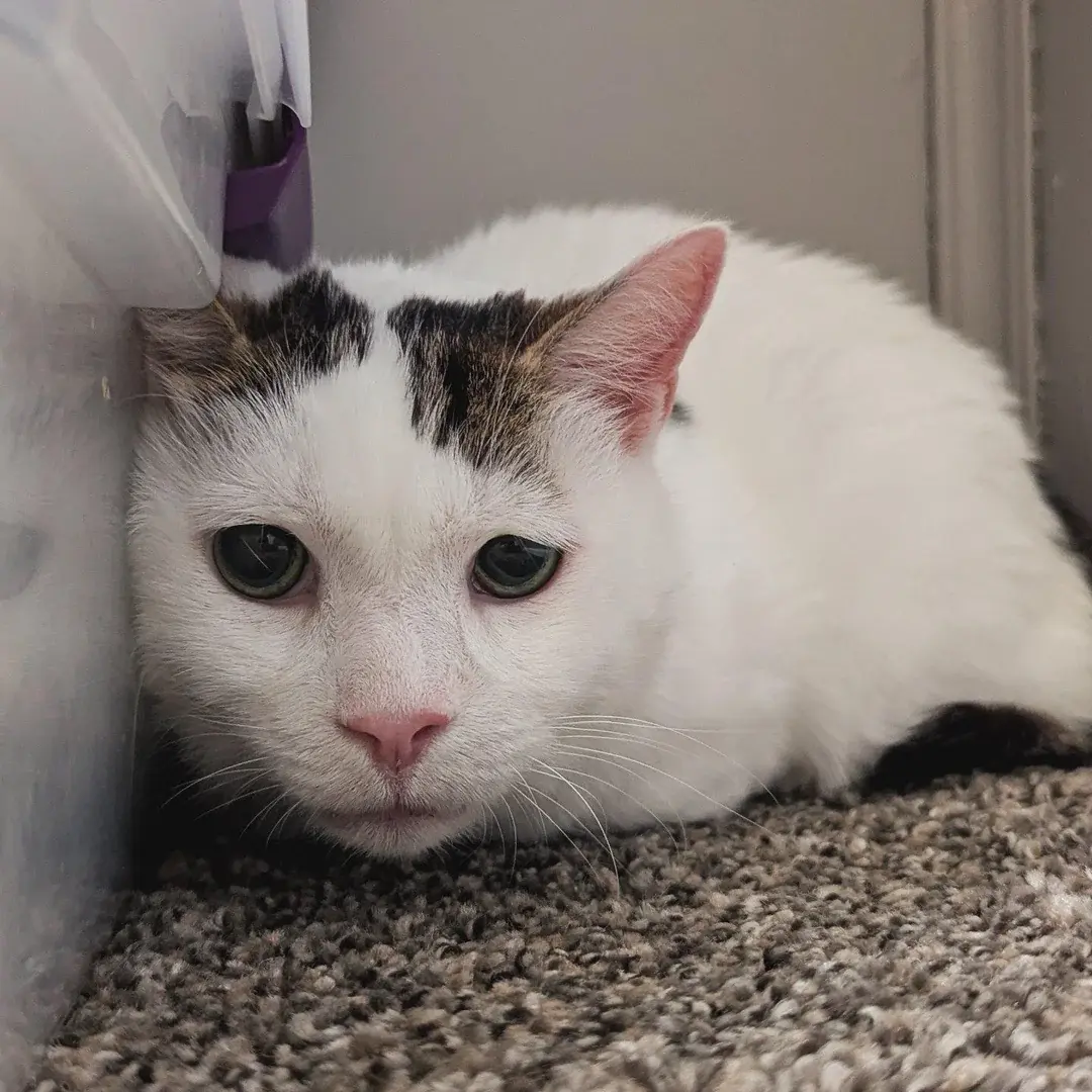 akaisterne - #przegryw