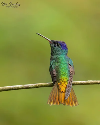 Lifelike - Złotogonek (Chrysuronia oenone) [samiec]
Autor
#photoexplorer #fotografia ...