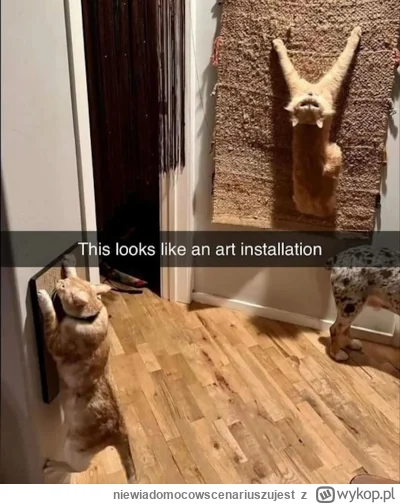 niewiadomocowscenariuszujest - #koty #kitku