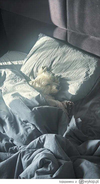 tojapaweu - Weź psa, będzie Cię motywować do rannego wstawania. 
Pies: 

#pokazpsa #p...