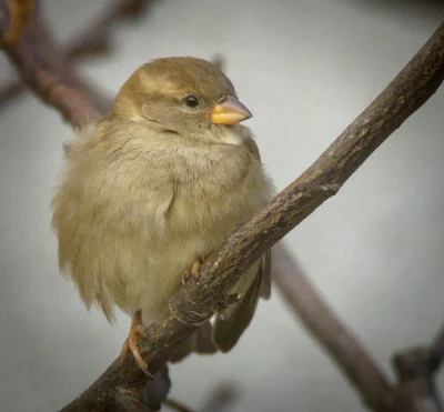 wfyokyga - Majestatyczny brubcio