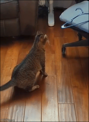 wfyokyga - Niestety o gify coraz trudniej, wyparły je te shortsy j----e. Na każdej st...