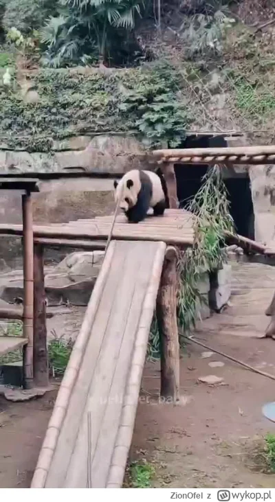 ZionOfel - Jak te pierdoły przetrwały tyle wieków, to nie wiem...¯\(ツ)/¯
#zwierzaczk...