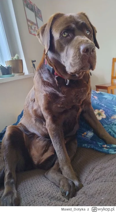 Mawid_Dotyka - #pokazpsa