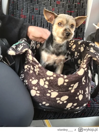 stanley___ - #pieseczkizprzypadku 

Ni to pies ni to nietoperz.